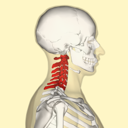 http://www.mettitinbuonemani.it/wp-content/uploads/2017/03/Cervical_vertebrae_lateral2.png